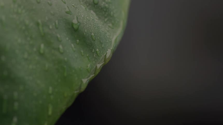 Extreme close up of rainwater droplets falling on a green leaf outdoors during daytime