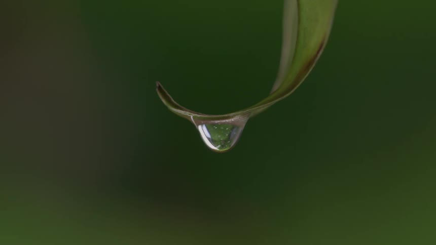 Droplets of water dripping off end of a pointy leaf