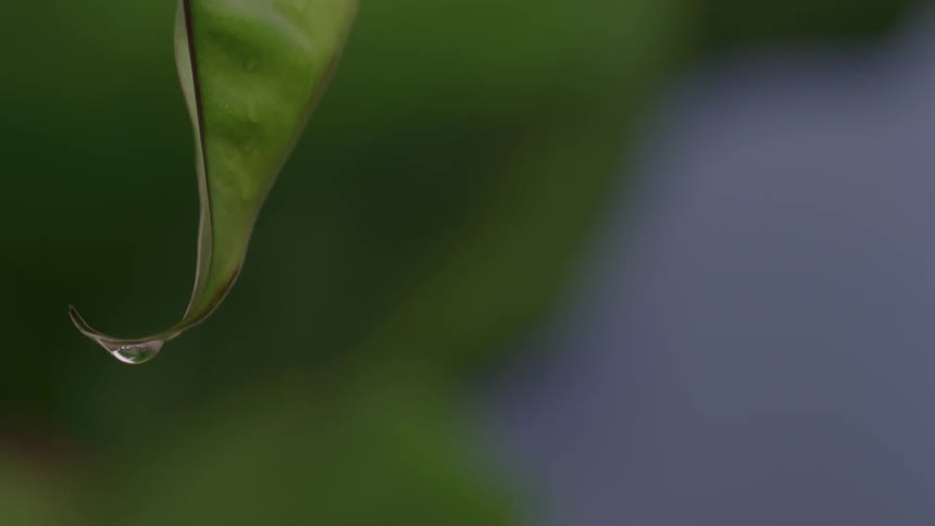Water droplet falling from the tip of a leaf