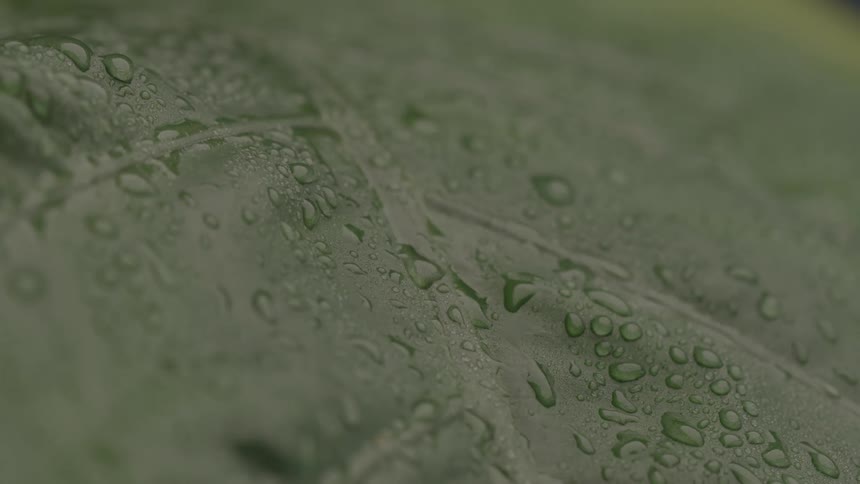 Raindrops spread across the green surface of a leaf