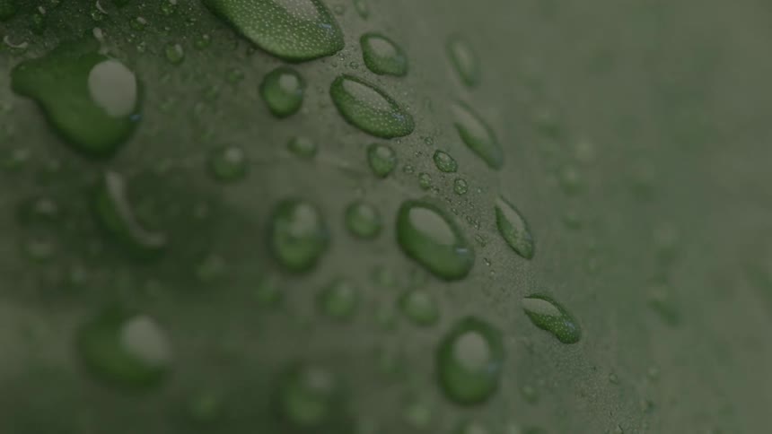 Closeup of water droplets scattered across a green leaf surface