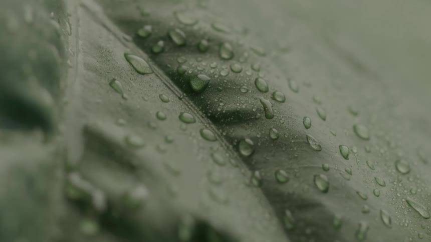 A plant leaf covered in dew with droplets running down