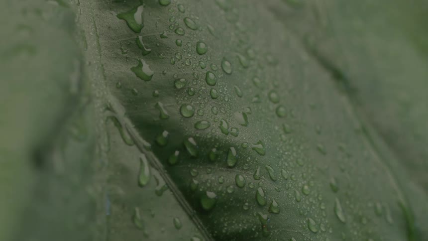 Extreme close up of flowing water droplets on the surface of a green leaf outdoors during daytime