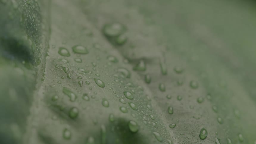 Water droplets scattered across the green surface of a leaf