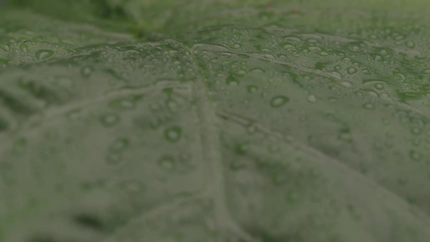 Water runs down the surface of a leaf as rain falls