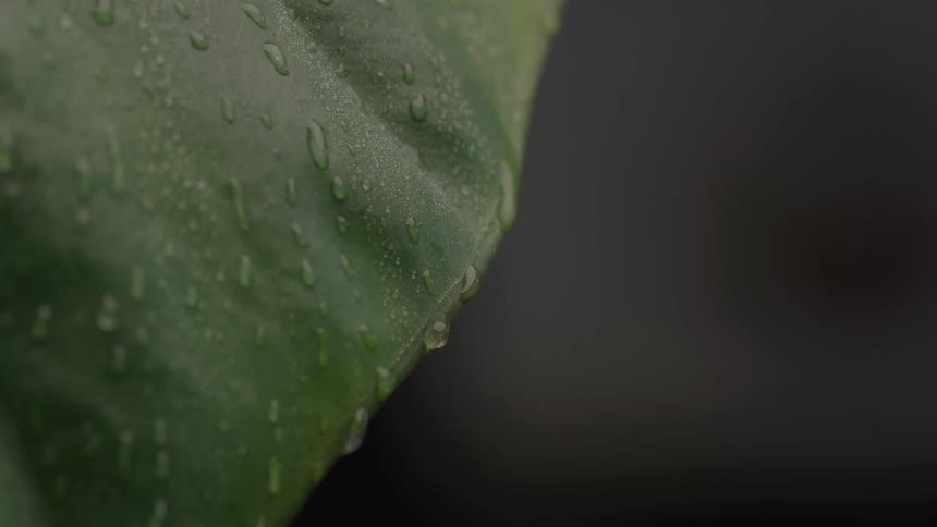 Water droplets run down the tip of a green leaf after the rain