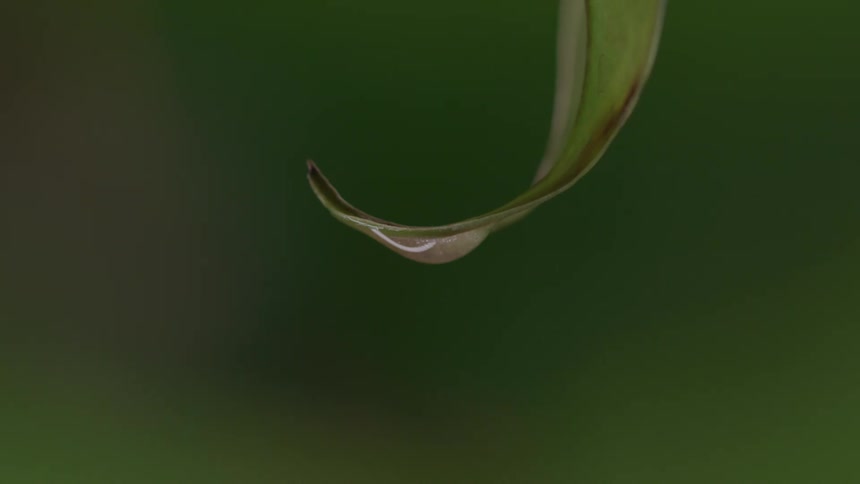 Water droplet hanging from the tip of a leaf