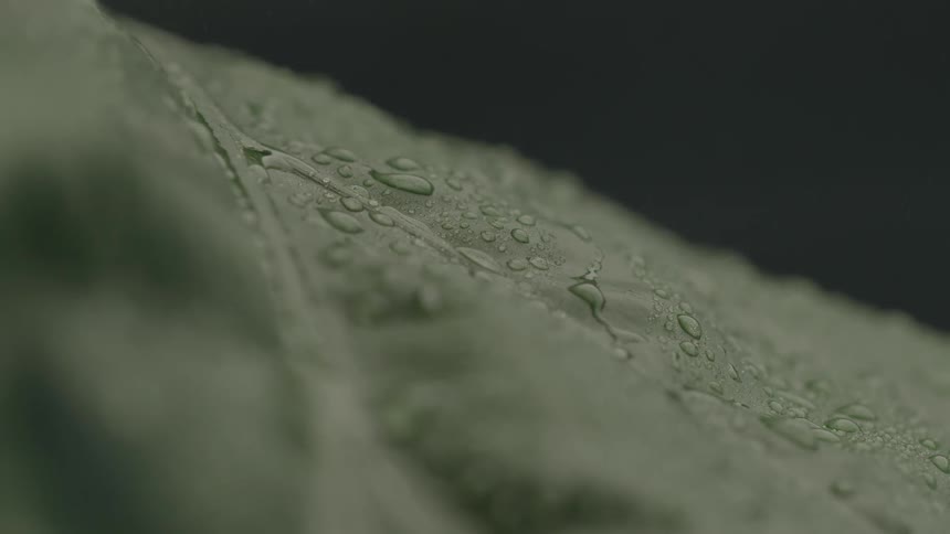 A close view of a dark green plant leaf shows several small water droplets clinging to the surface