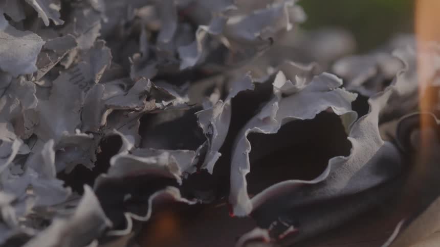 Dry leaves on the pages of a partially burned book