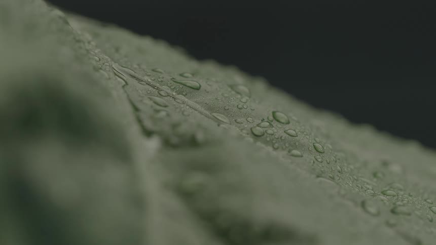 A water droplet drips from a plant leaf in the woods