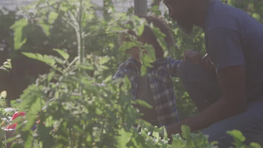 Man and child tend to plants in a sunny garden