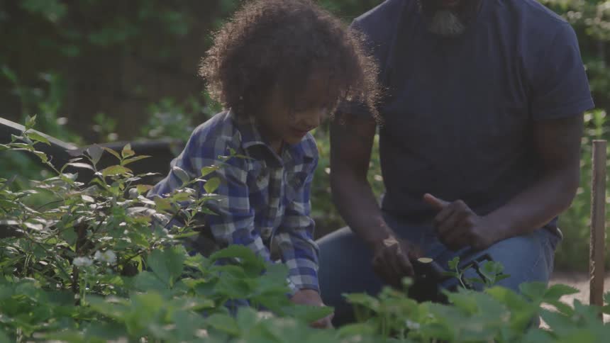 A man and child shovel dirt int he garden