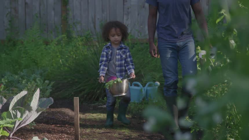 Child carries a pot with vegetables alongside the father in the garden