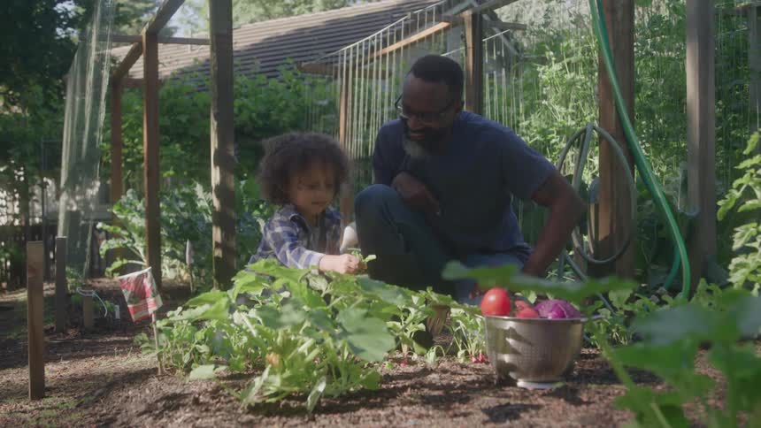 Father and son harvest vegetables together in a sunny garden
