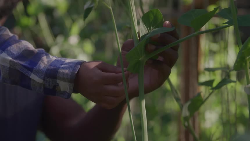 A male gardener wearing a blue and white checkered shirt teaches a boy to carefully tend to the green leafy vines of a plant