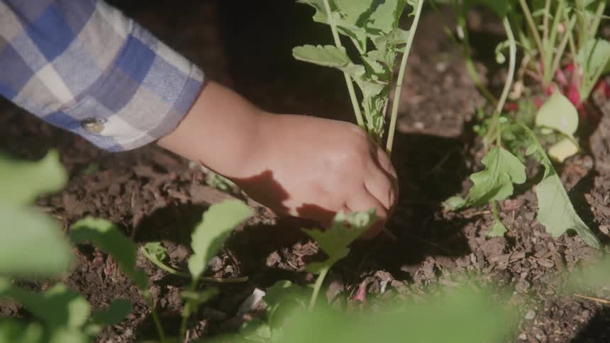 A person in a plaid shirt harvests a leafy green plant from the soil