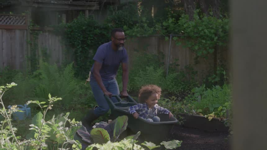 A man pushes a child in a wheelbarrow through a backyard garden