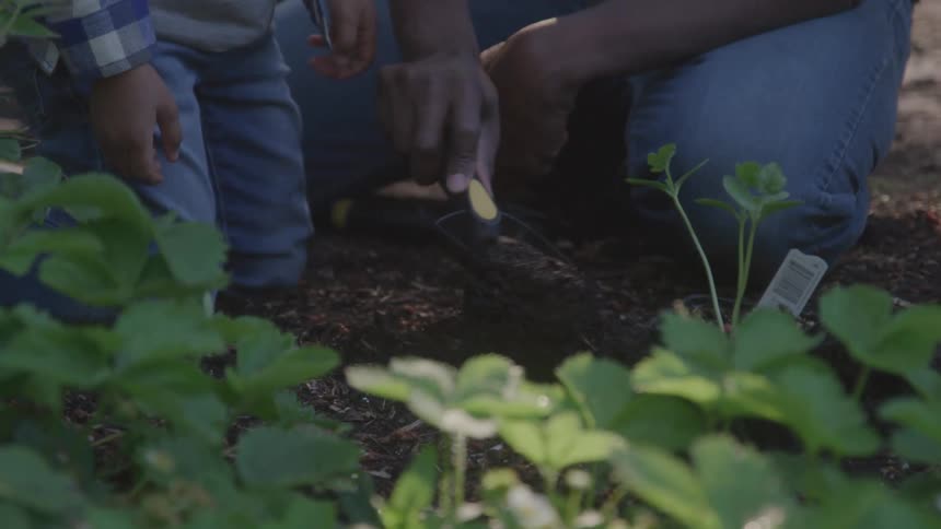 Adult and child dig soil in garden together