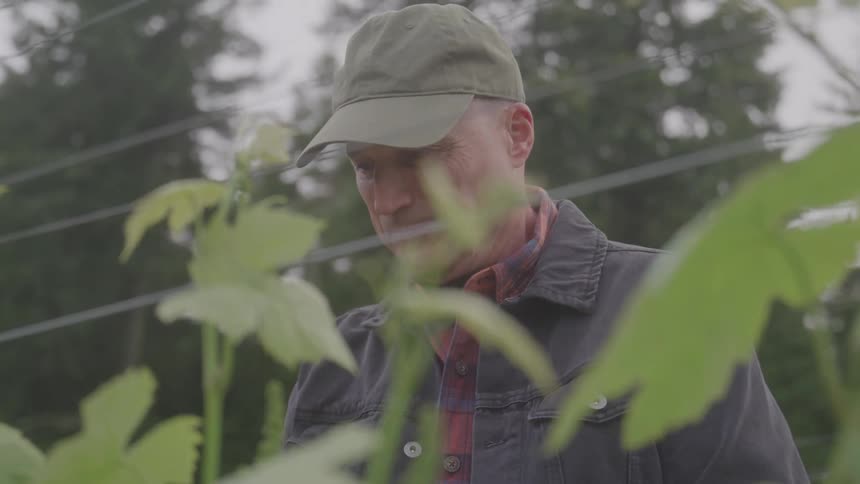 A man wearing a baseball cap and a denim jacket diligently working among green plants