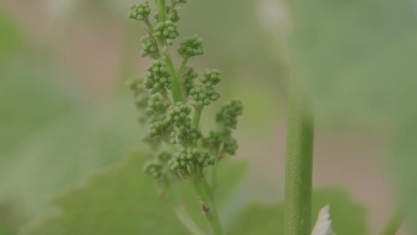 A closeup shot of young green grape buds growing on a vine