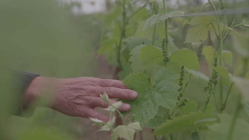 A close view of a vineyard shows a person with wrinkled skin and dark sleeves gently touching the light green leaves and young grapes on the vines