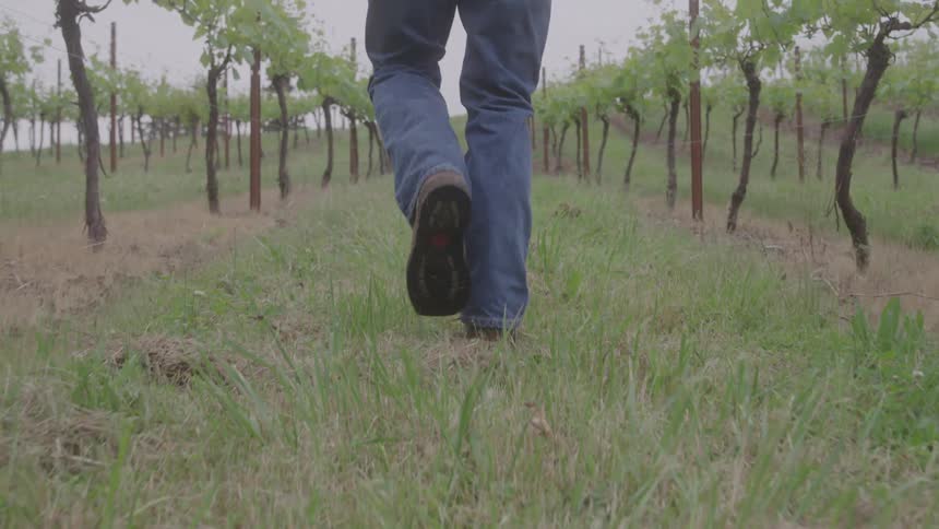 A low angle view of a person walking away from the camera in a vineyard with the person wearing blue jeans and brown shoes while walking on the grass between rows of grapevines
