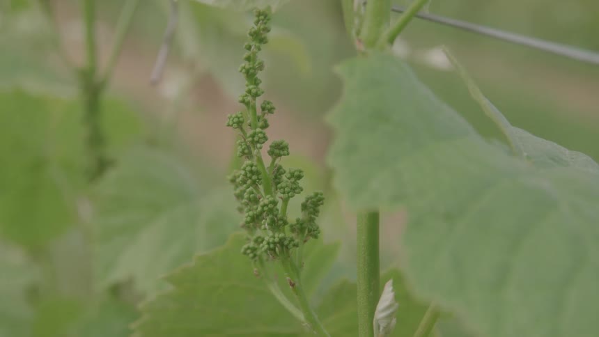 A farmland filled with rows of plants sprouting green leaves