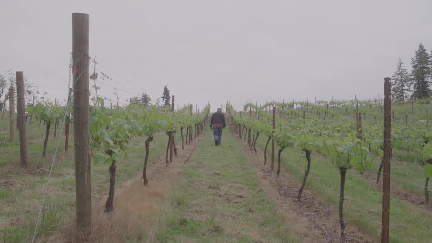 A person walks through rows of grapevines in a vineyard