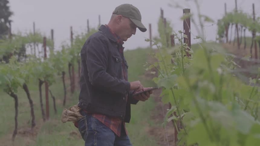 Man working in a vineyard between rows of grapevines