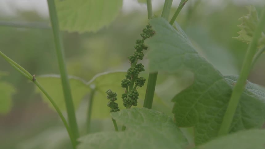 A farmland filled with rows of plants sprouting green leaves