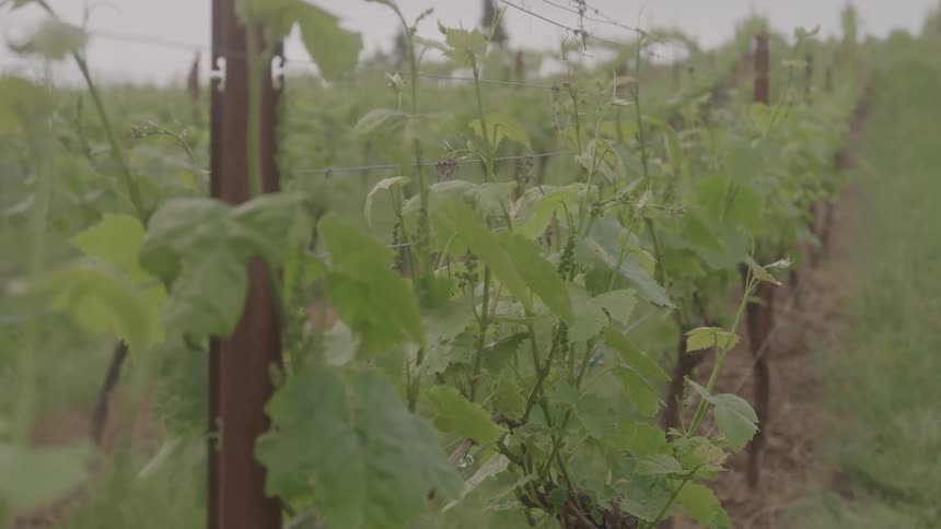 Rows of grapevines grow along a trellis in a lush green vineyard