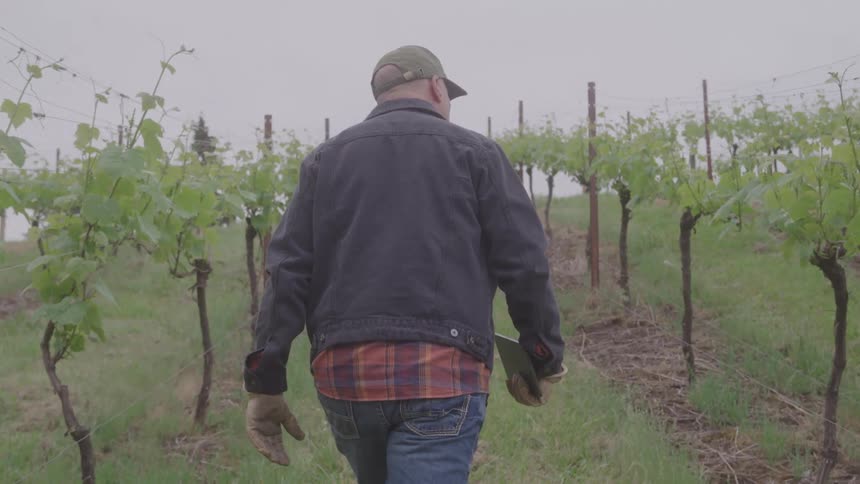 Man walking between rows of grapevines in a vineyard