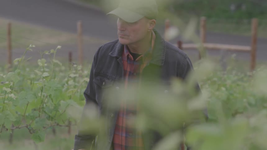 Man in a cap walks among plants in a fenced cultivation area