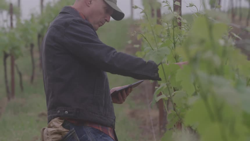 Man standing in a vineyard making a phone call as he looks at the plants