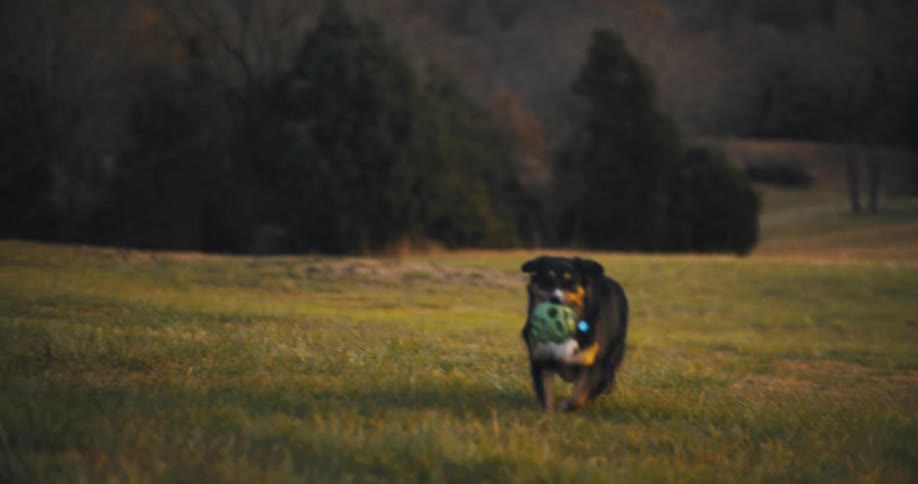 A dog playing fetch on a field at midday brings back a green ball to an adult with a child standing beside them