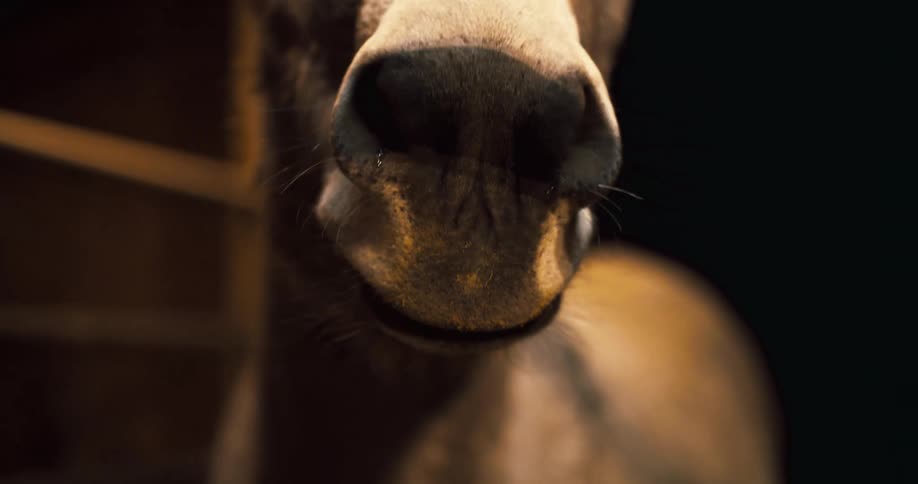 A donkey moves its head around while looking directly at the camera through a fence