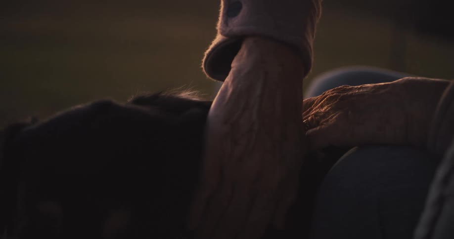 Hand of an elderly person petting a dog