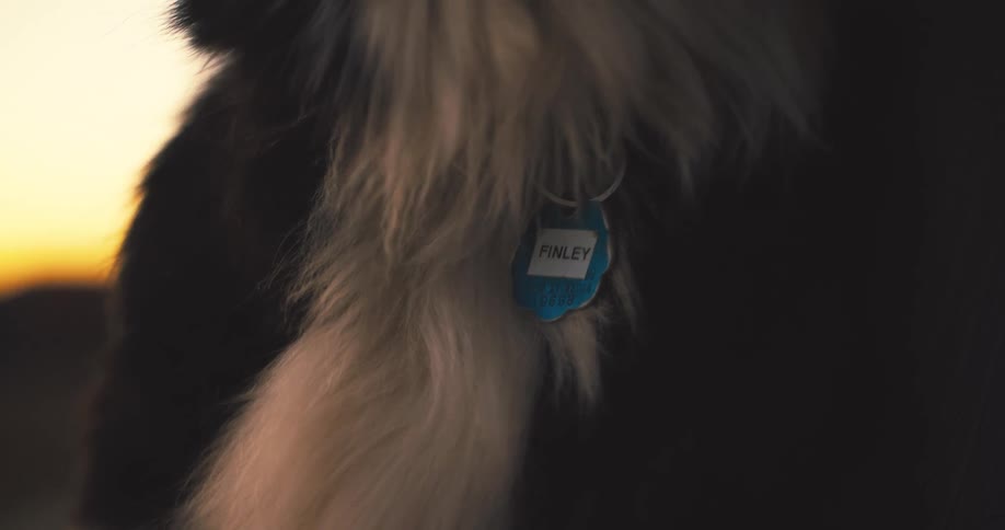 A close up of the tag on a dogs collar