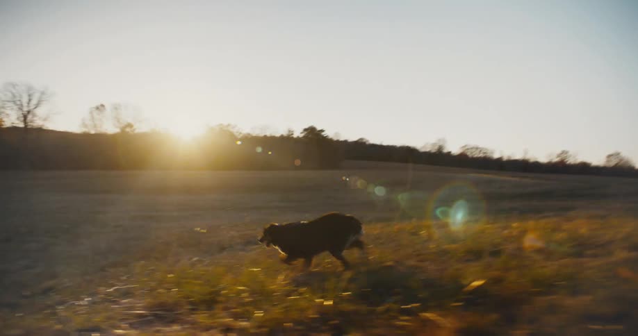 The dog runs by the people on the farm
