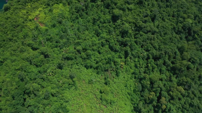 Aerial view of lush green forested hills by the coastline