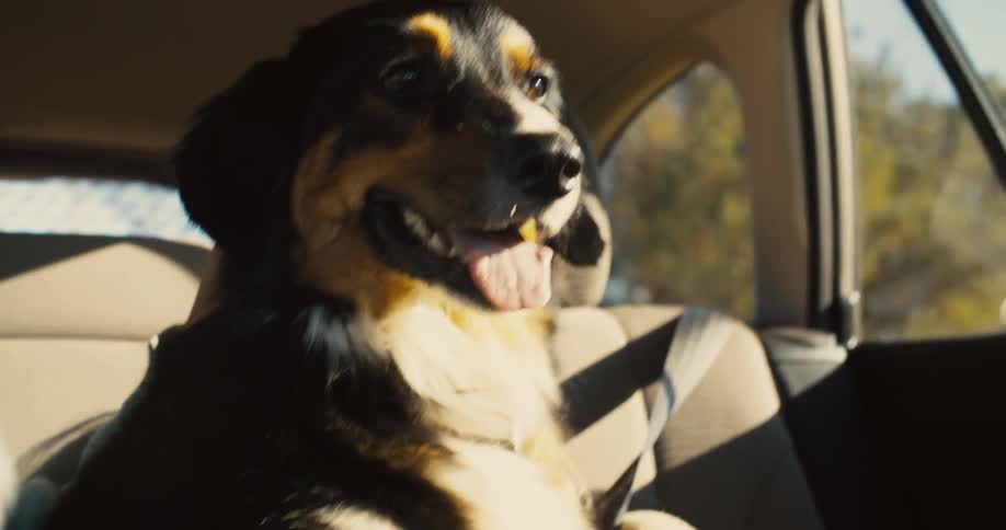 Child hugging a dog in the back seat of a car