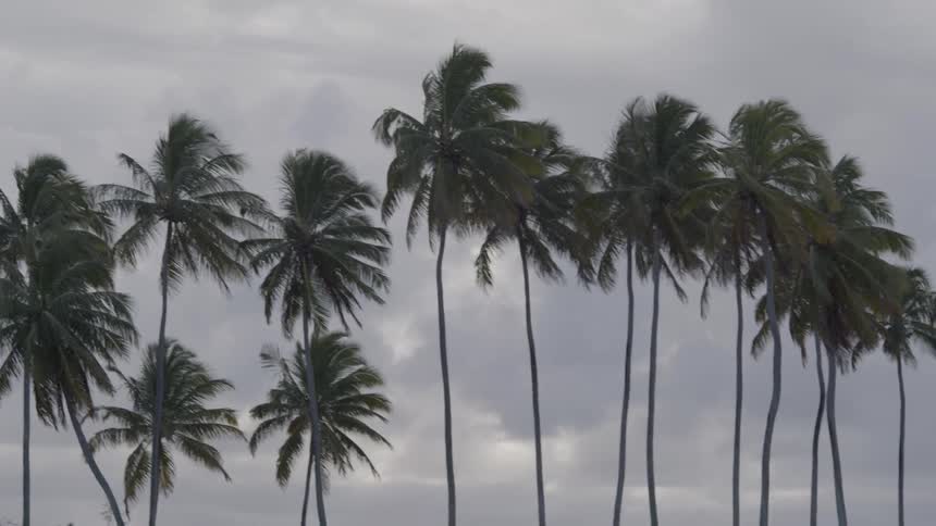 Row of tall palm trees against a cloudy sky