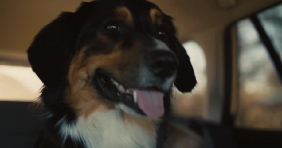 Black and brown dog inside a car with its tongue out