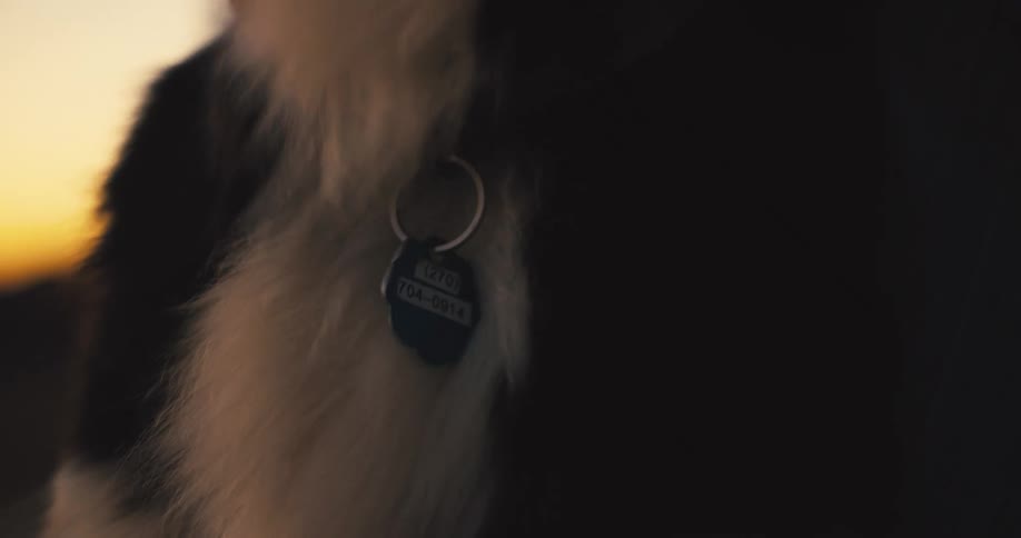 A close view of a dogs neck shows its long fluffy black and white fur as a persons hand reaches in and pets it