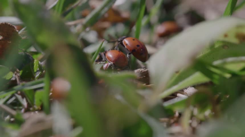 Red ladybug with black spots walks among leaves and grass
