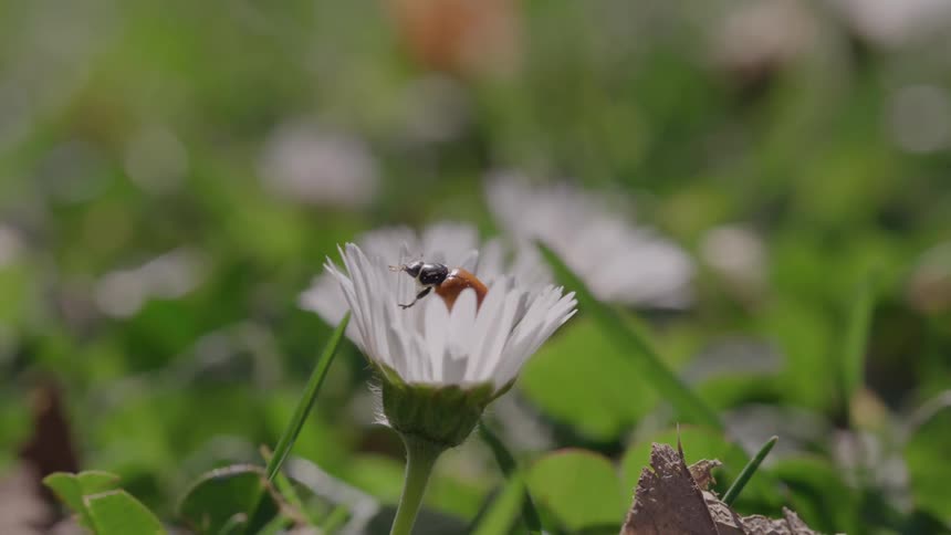 A ladybug sits on a white flower surrounded by green grass