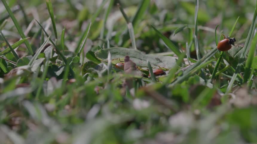 The insects are crawling around the grass
