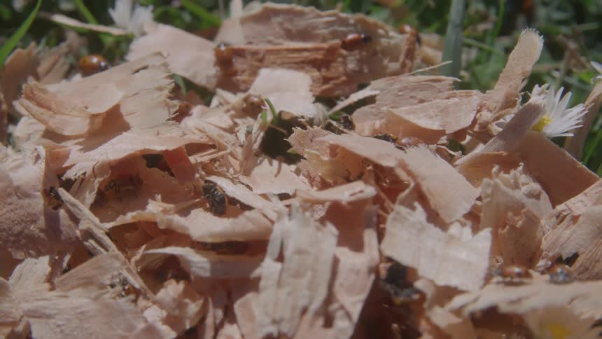 Small insects crawl on wood chips