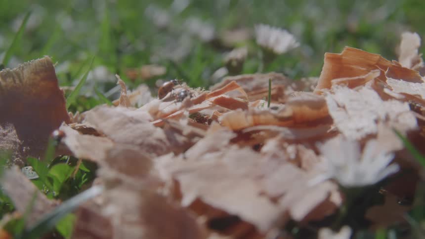 Insects fly around in the grass