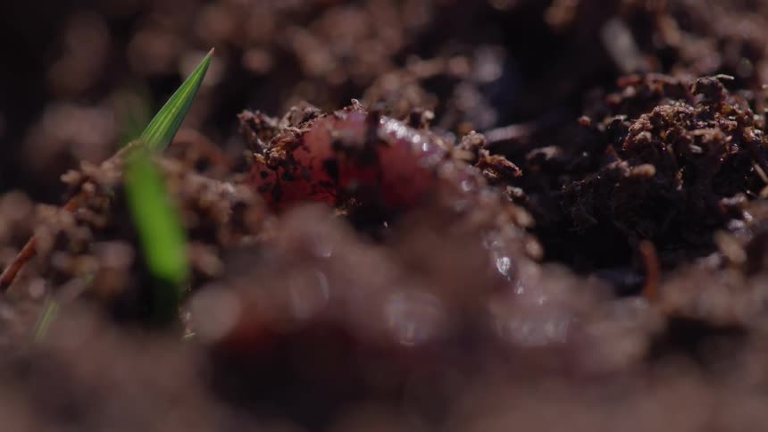 A worm moving in the dirt next to a small plant leaf